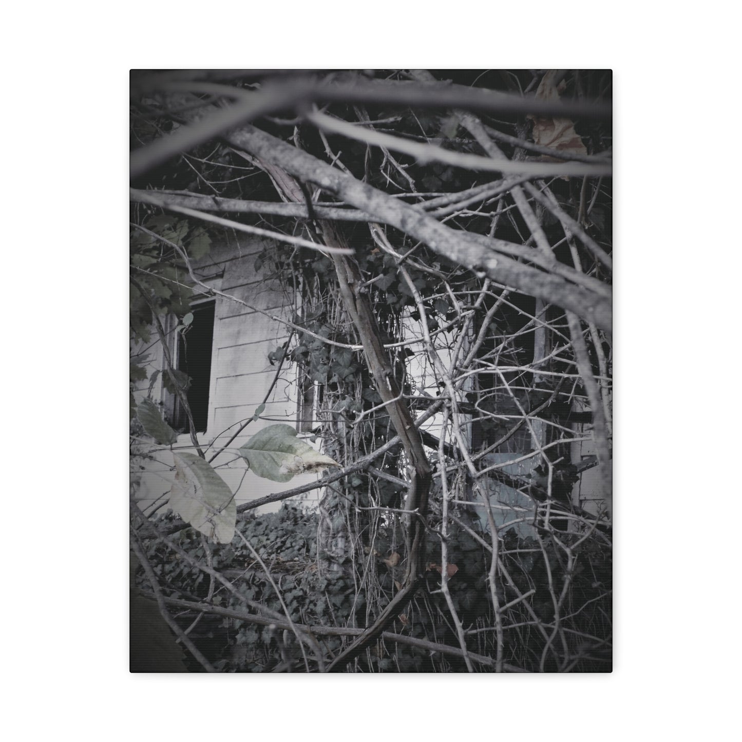 A HOUSE IN THE WOODS